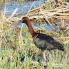 Glossy Ibis