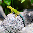 Boucourt's Emerald Lizard