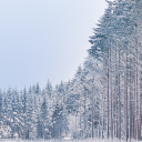 Snow falls in the woods