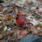 Northern Cardinal