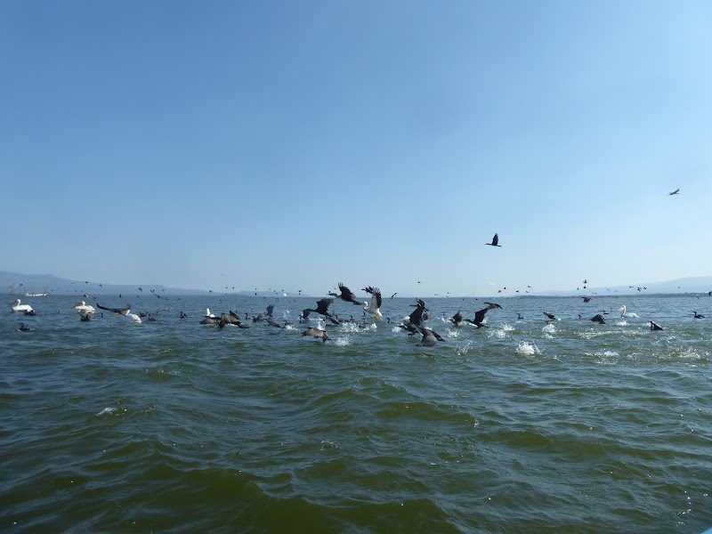 Un poquito de Kenia: Lagos Naivasha y Nakuru, Samburu y Masai Mara - Blogs de Kenia - CRESCENT ISLAND. Santuario de Aves y Herbivoros. (12)