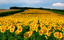 Sunflower Field New Tab Wallpapers small promo image