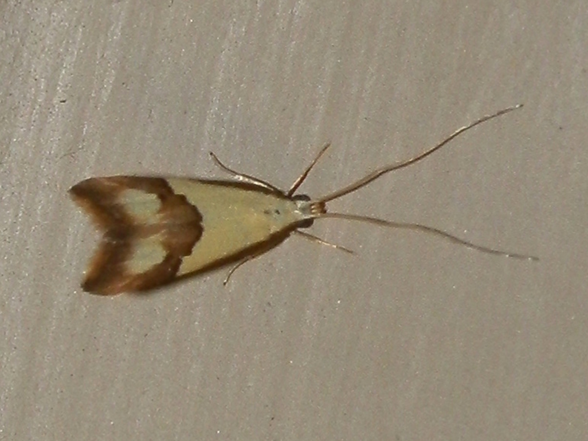 Long-horned Moth