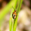 Three-lined Potato Beetle