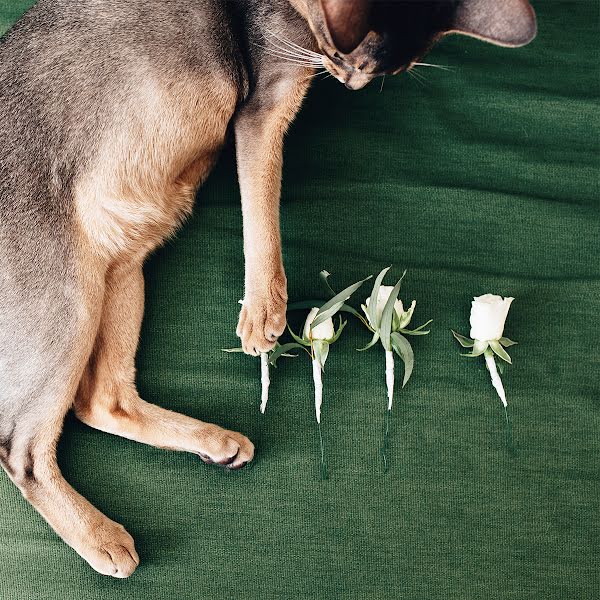 Fotografo di matrimoni Alena Katsura (alenakatsura). Foto del 29 novembre 2023