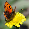 Iberian Sooty Copper; Manto Oscuro Ibérico