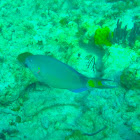 Stoplight Parrotfish