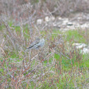 European serin