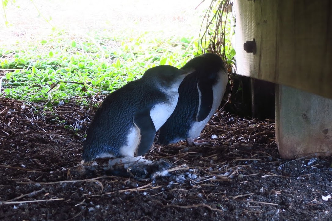 Nobbies Boardwalk, Phillip Island