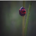 Lady bug