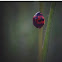 Lady bug