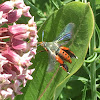 Squash vine borer