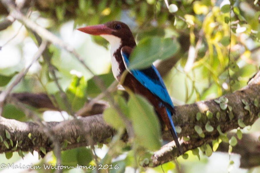 White-throated Kingfisher