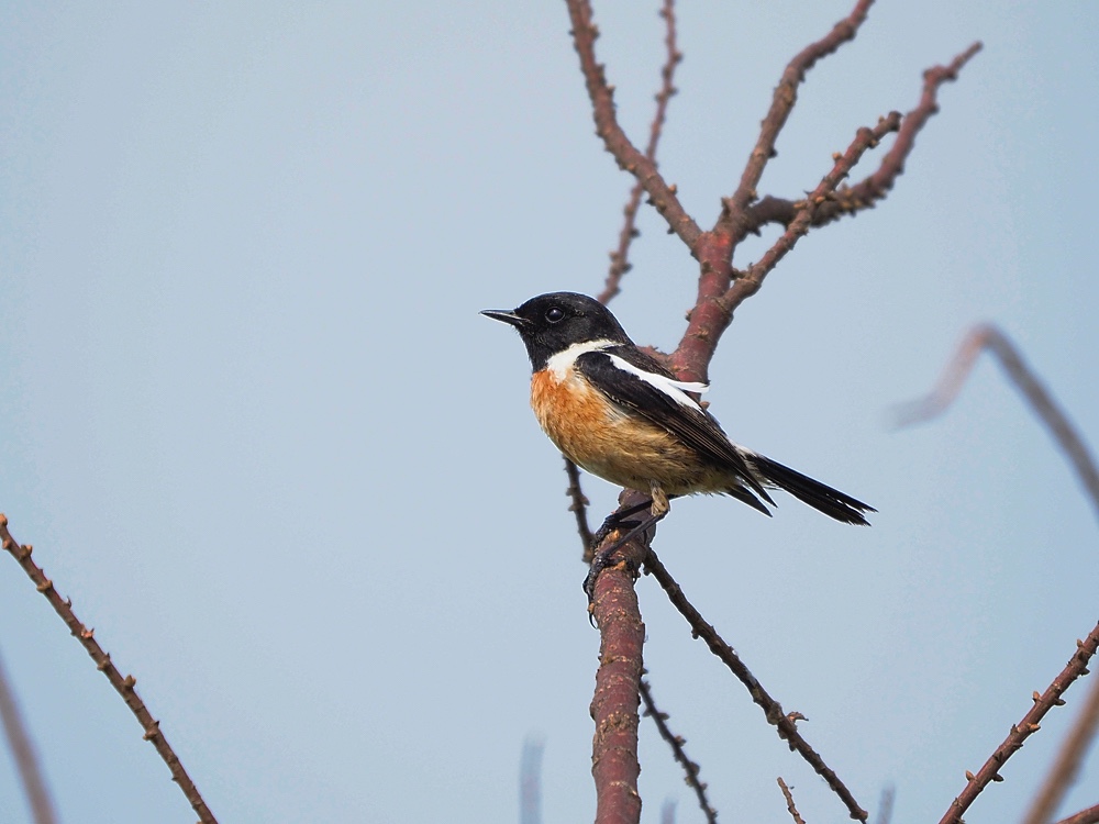 Tarabilla común (African stonechat)