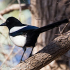 Magpie; Urraca