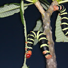 Frangipani Caterpillar