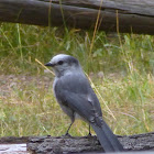 Gray Jay