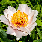 Peony