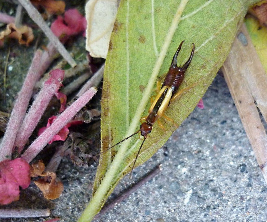 Doru Earwig