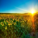 Sunflower Sunrise Wallpaper Theme