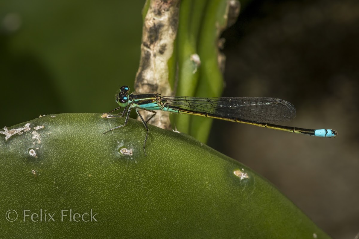 Forktail