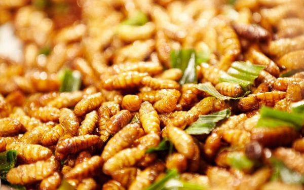 Côn trùng là một trong những thực phẩm giàu protein cho cá Koi