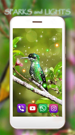 Humming Bird Colibri live wallpaper