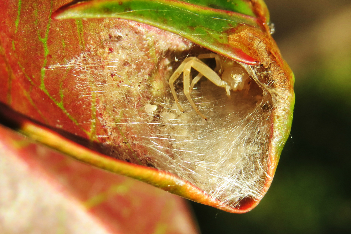 Crab spider