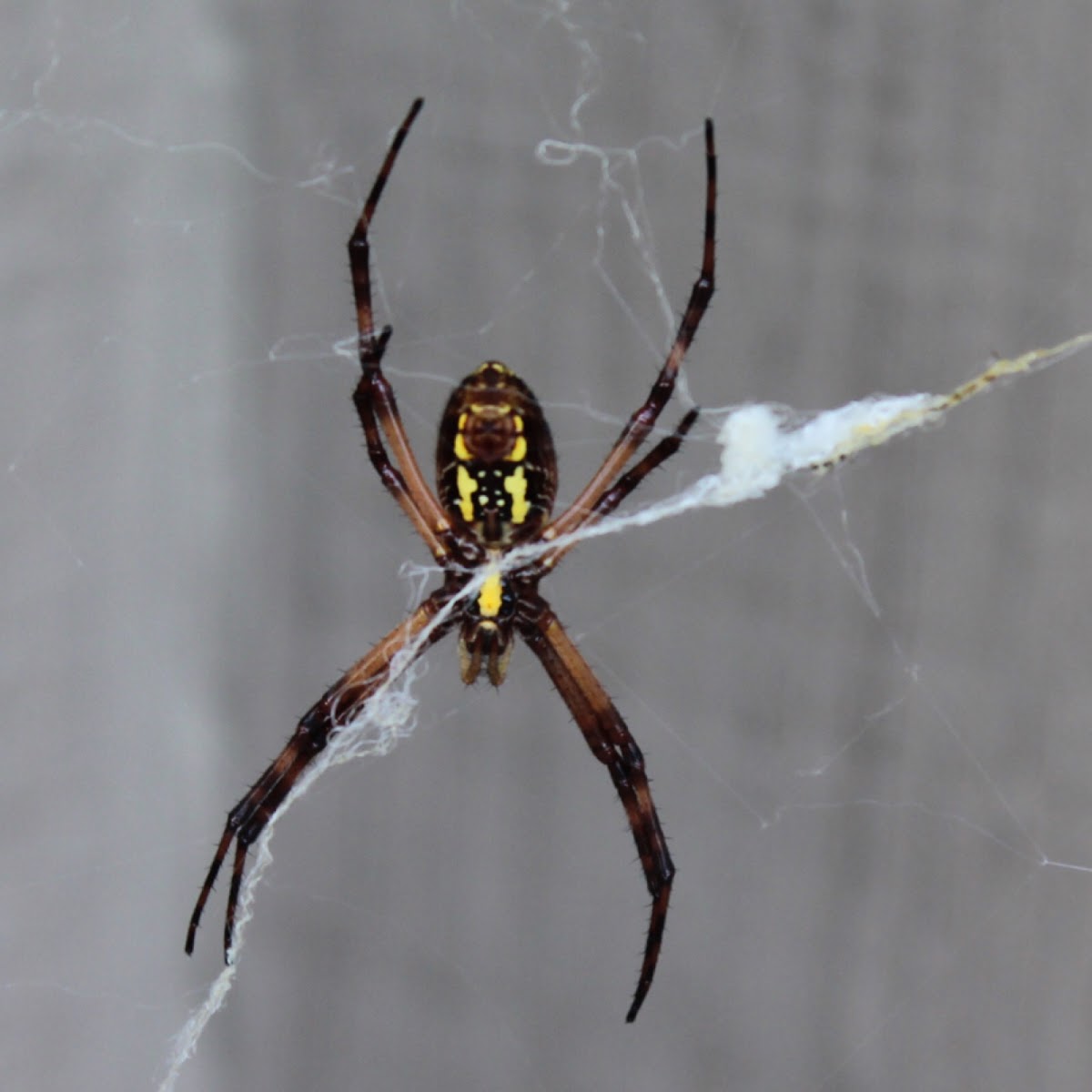 Black and Yellow Garden Spider