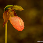 Pink lady's slipper