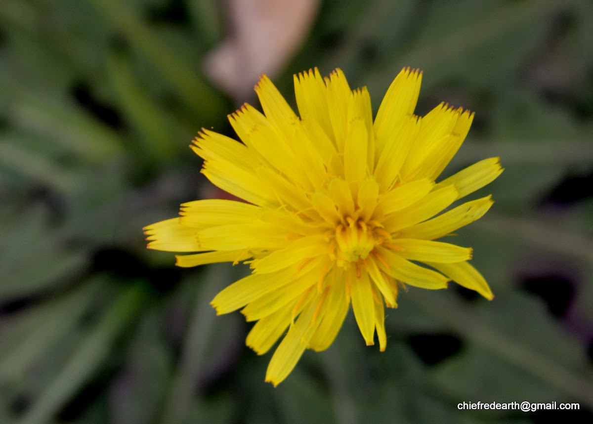 common dandelion or