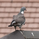 Woodpigeon