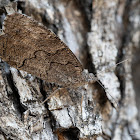 Freyer's grayling