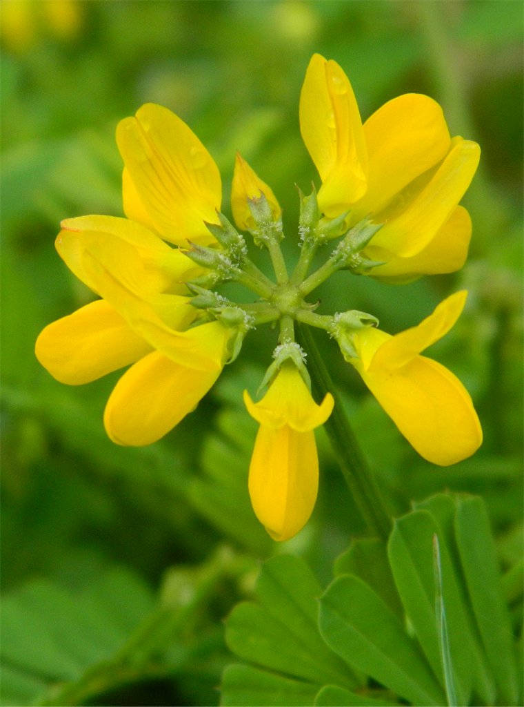 Fenugreek (Τριγωνέλλα)