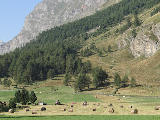 Paesaggio agricolo  di VV