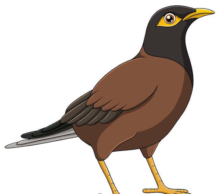 dead bird clipart flying