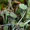 Cup Lichen