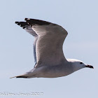 Audouin's Gull; Gaviota de Audouin