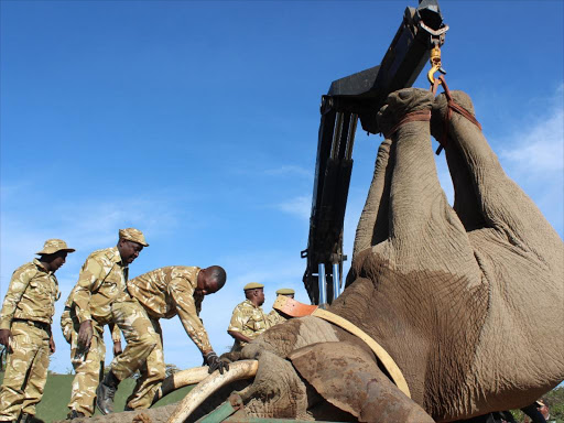 KWS rangers prepare a jumbo during the launching of the translocation of 21 elephants from Solio and Sangare ranches in Laikipia County to Tsavo National Park on Wednesday. Wambugu Kanyi