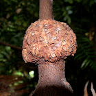 Myrtle Beech Fungus Gall