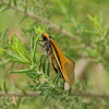 Philobota Moth