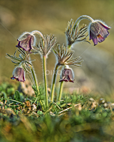 Pulsatilla  by Stan Margala -   ( pulsatilla vulgaris )