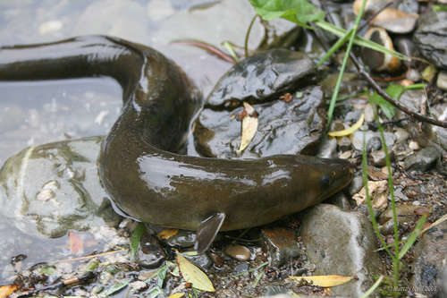 Image result for freshwater eels