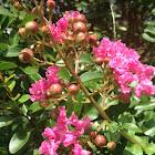 Crepe Myrtle