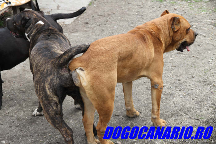 canisa presa canario