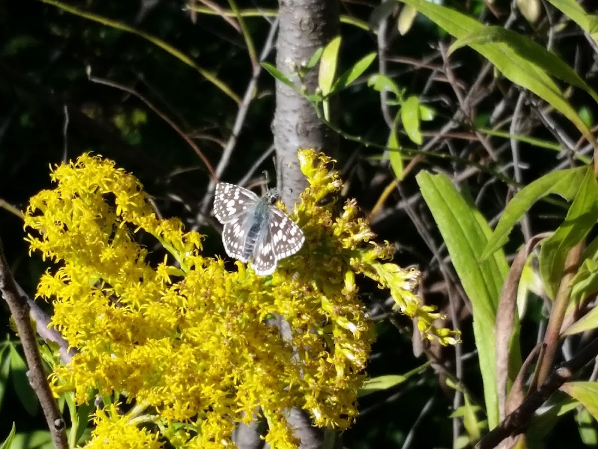 Common checkered skipper