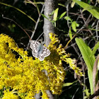 Common checkered skipper