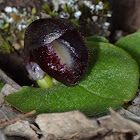 Slaty Helmet Orchid