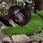 Slaty Helmet Orchid