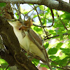 Nankeen Night Heron